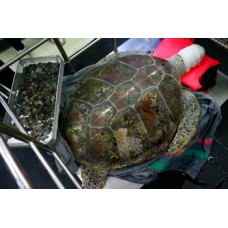 В Таиланде прооперировали морскую черепаху