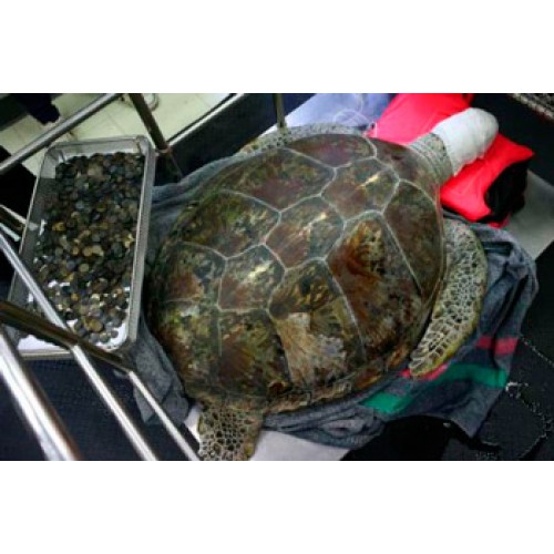 В Таиланде прооперировали морскую черепаху